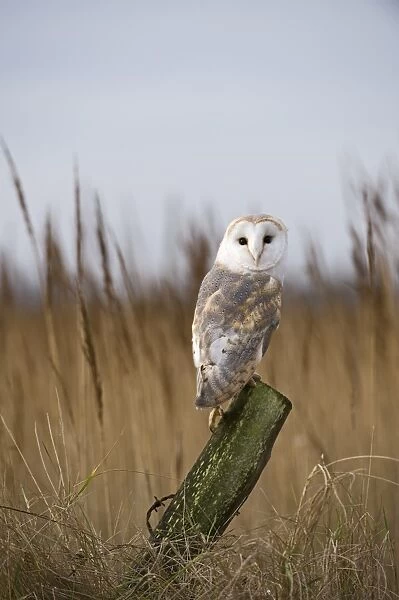 Barn Owl Tyto alba Cley Norfolk winter