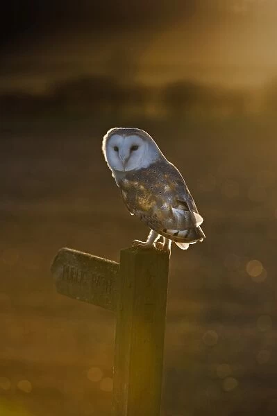 Barn Owl Tyto alba Cley Norfolk winter