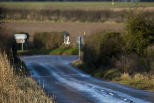 Barn Owl Tyto alba fcrossing road at Burnham Overy Norfolk February