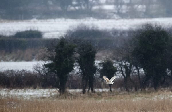 Barn Owl Tyto alba hunting at Burnham Norton Norfolk winter