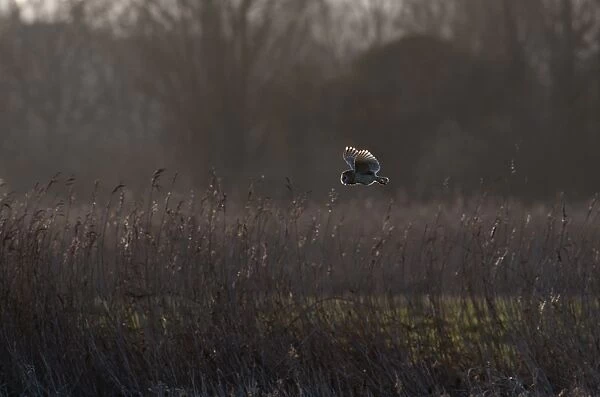 Barn Owl Tyto alba hunting at Burnham Norton Norfolk winter