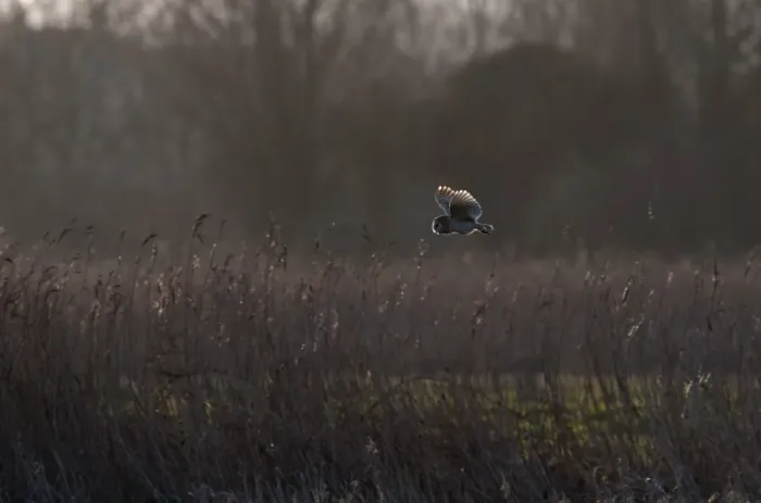 Framed Print : Barn Owl Tyto alba hunting at Burnham Norton Norfolk winter Framed Print : Barn Owl Tyto alba hunting at Burnham Norton Norfolk winter