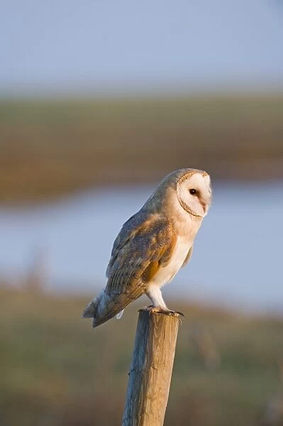 Barn Owl tyto alba hunting Cley NWT Reserve North Norfolk January