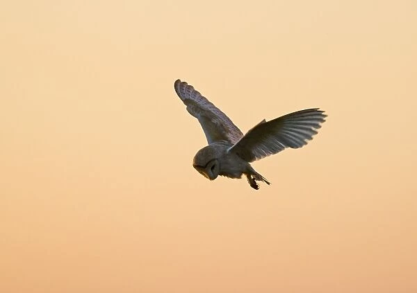 Barn Owl Tyto alba hunting at dusk North Norfolk summer