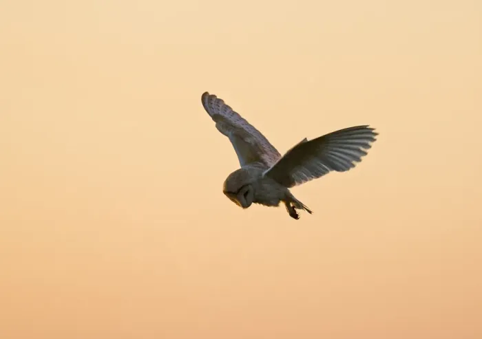Framed Print : Barn Owl Tyto alba hunting at dusk North Norfolk summer Framed Print : Barn Owl Tyto alba hunting at dusk North Norfolk summer