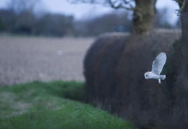 Barn Owl Tyto alba hunting along field edge Norfolk winter