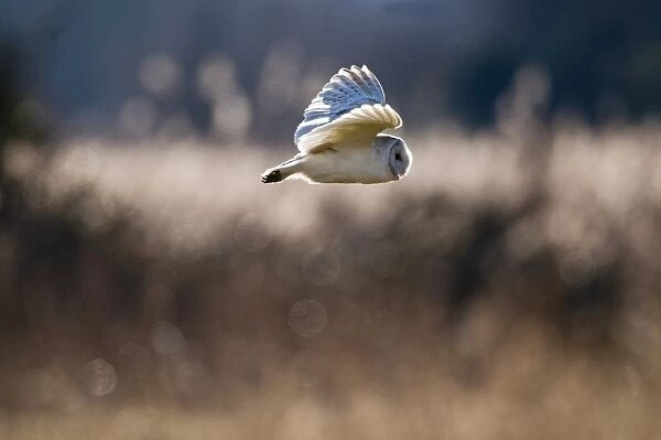 Barn Owl Tyto alba hunting over grazing marsh at Burnham Overy Norfolk February