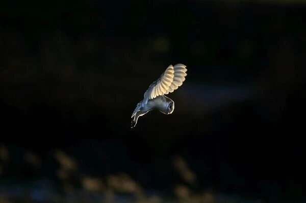 Barn Owl Tyto alba hunting over grazing marsh North Norfolk winter