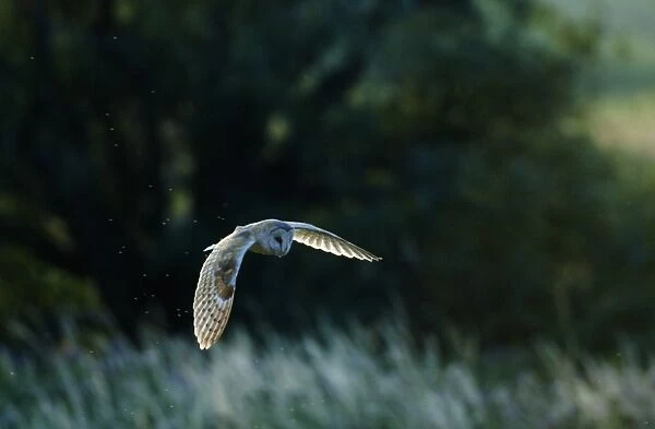 Barn Owl Tyto alba hunting over grazing marshes on a summers evening Cley North Norfolk