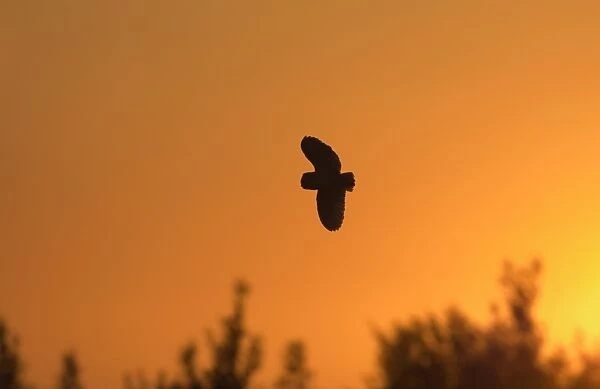 Barn Owl, Tyto alba, hunting over grazing marshes, Cley North Norfolk, summer