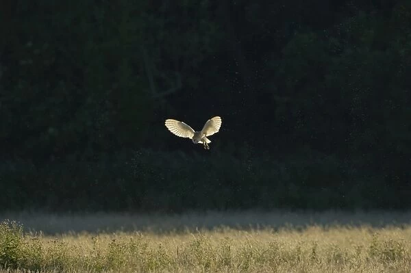 Barn Owl, Tyto alba, hunting over grazing marshes, Cley North Norfolk, summer