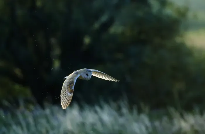Framed Print : Barn Owl Tyto alba hunting over grazing marshes on a summers evening Cley North Norfolk Framed Print : Barn Owl Tyto alba hunting over grazing marshes on a summers evening Cley North Norfolk