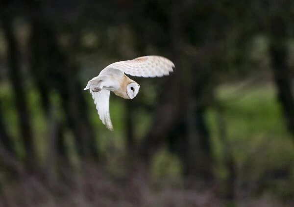 Barn Owl Tyto alba hunting over meadow North Norfolk winter