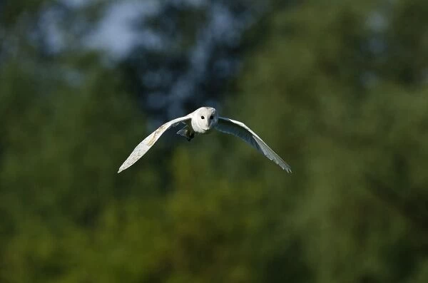 Barn Owl Tyto alba hunting Norfolk summer