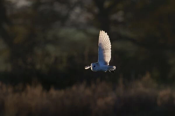 Barn Owl Tyto alba hunting North Norfolk December