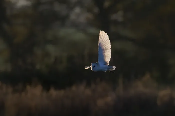 Framed Print : Barn Owl Tyto alba hunting North Norfolk December Framed Print : Barn Owl Tyto alba hunting North Norfolk December