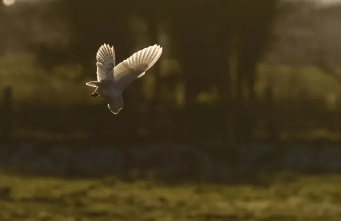Framed Print : Barn Owl tyto alba hunting North Norfolk January Framed Print : Barn Owl tyto alba hunting North Norfolk January