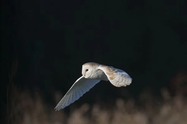 Barn Owl tyto alba hunting North Norfolk January