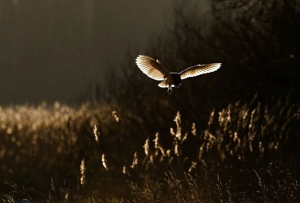 Barn Owl tyto alba hunting North Norfolk January