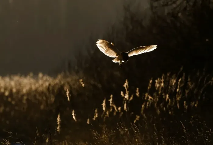 Framed Print : Barn Owl tyto alba hunting North Norfolk January