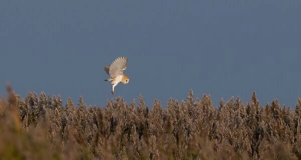 Barn Owl Tyto alba hunting over reedbed Cley Norfolk winter