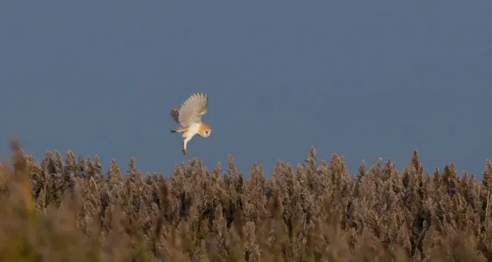 Framed Print : Barn Owl Tyto alba hunting over reedbed Cley Norfolk winter Framed Print : Barn Owl Tyto alba hunting over reedbed Cley Norfolk winter