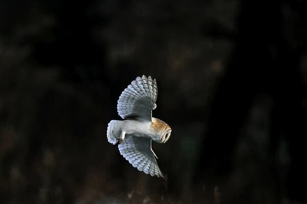 Barn Owl Tyto alba huting over meadow Norfolk winter