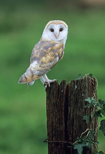 Barn Owl tyto alba Norfolk autumn