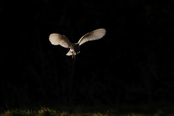 Framed Print : Barn Owl Tyto alba Norfolk late winter Framed Print : Barn Owl Tyto alba Norfolk late winter