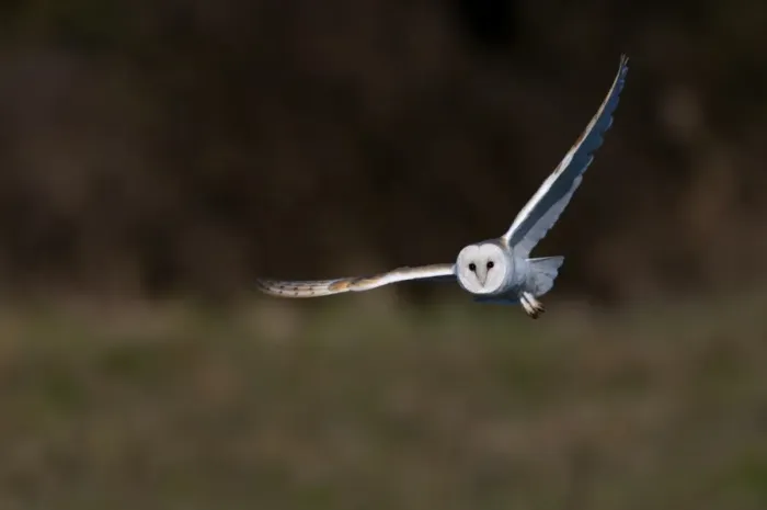 Framed Print : Barn Owl Tyto alba Norfolk late winter Framed Print : Barn Owl Tyto alba Norfolk late winter