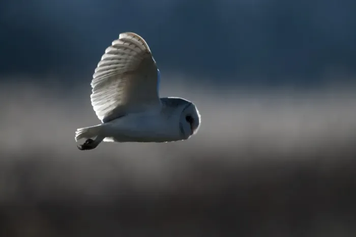 Framed Print : Barn Owl Tyto alba Norfolk late winter