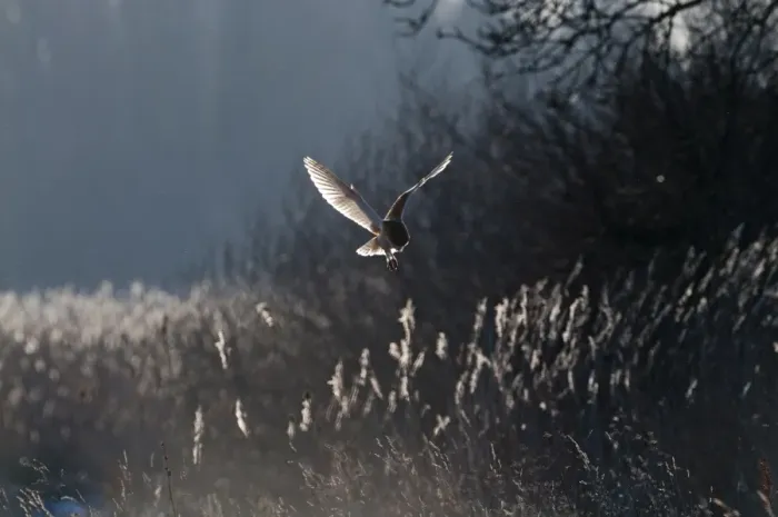 Framed Print : Barn Owl Tyto alba North Norfolk January