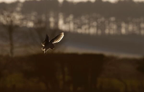 Barn Owl Tyto alba North Norfolk January