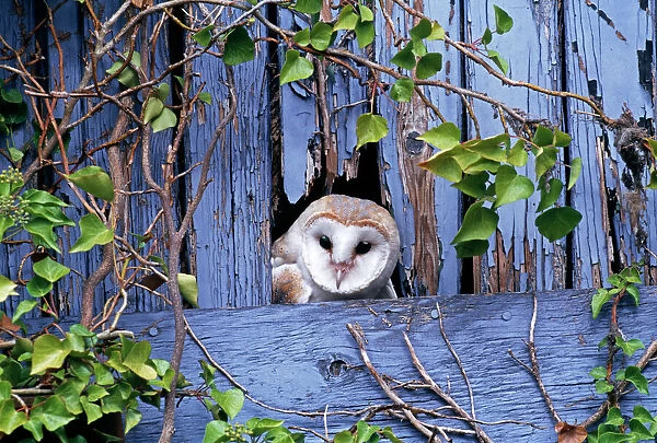 Barn Owl, Tyto alba, peering from nest site in derelict barn, UK, summer