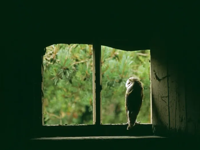 Framed Print : Barn Owl, Tyto alba, peering from nest site in derelict barn, UK, summer Framed Print : Barn Owl, Tyto alba, peering from nest site in derelict barn, UK, summer