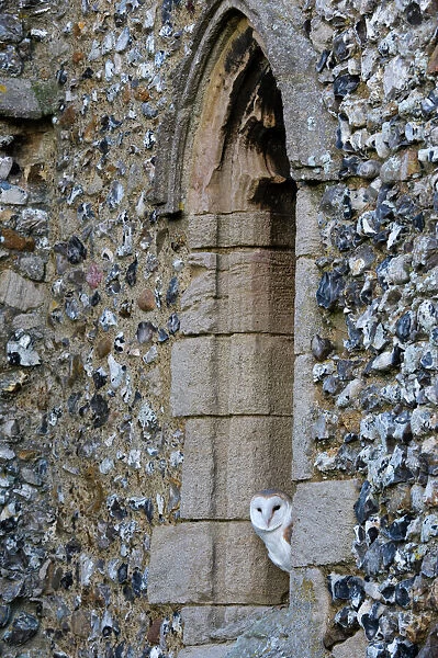Barn Owl Tyto alba roosting in church window North Norfolk winter
