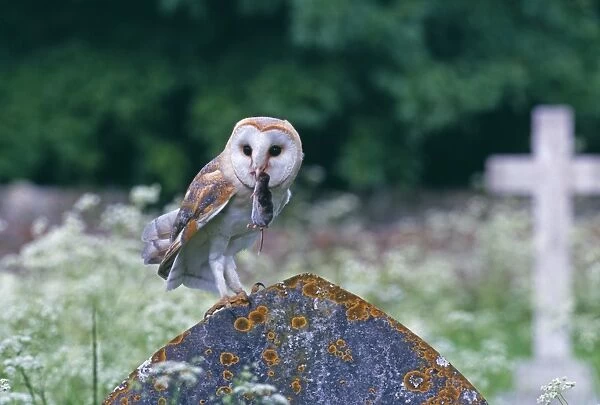 Barn Owl, Tyto alba, with shrew, in churchyard, UK, summer