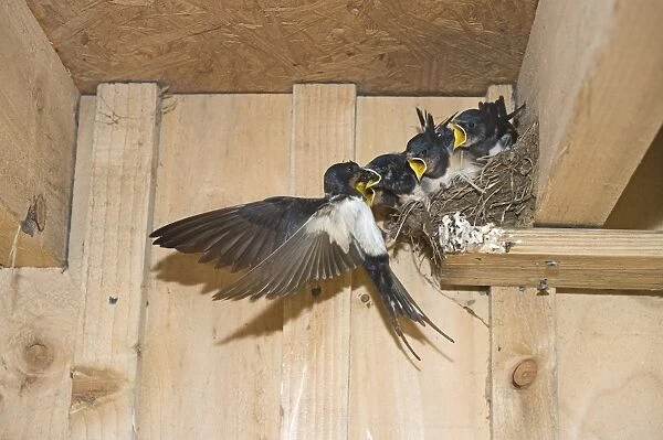 Barn Swallow Hirundo rustica adult feeding young in nest Cley Norfolk September