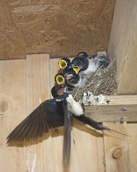Barn Swallow Hirundo rustica adult with young in nest Cley Norfolk September