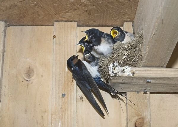 Barn Swallow Hirundo rustica adult with young in nest Cley Norfolk September