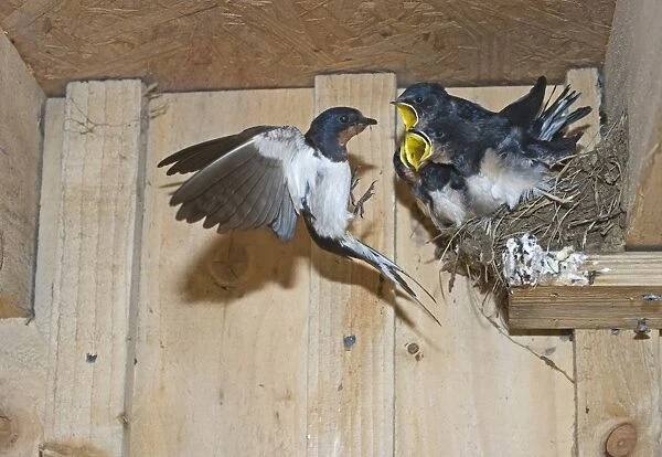 Barn Swallow Hirundo rustica feeding young in nest Cley Norfolk September