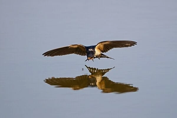 Barn Swallow Hirundo rustica about to pluck fly from surface of pool Cley Norfolk August