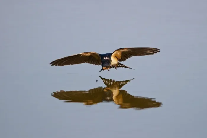 Framed Print : Barn Swallow Hirundo rustica about to pluck fly from surface of pool Cley Norfolk August Framed Print : Barn Swallow Hirundo rustica about to pluck fly from surface of pool Cley Norfolk August