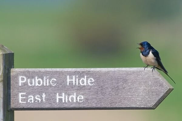 Barn Swallow Hirundo rustica on sign at Minsmere RSPB Reserve Suffolk April