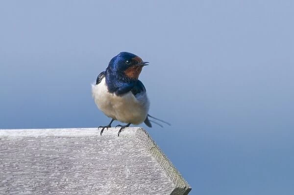 Barn Swallow Hirundo rustica on sign at Minsmere RSPB Reserve Suffolk April