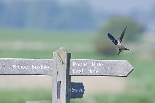 Barn Swallow Hirundo rustica and sign on Minsmere RSPB reserve Suffolk April