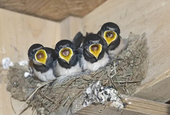 Framed Print : Barn Swallow Hirundo rustica young in nest Cley Norfolk September