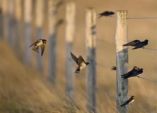 Barn Swallows Hirundo rustica migrants gathering on fence Cley Norfolk August