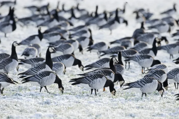 Framed Print : Barnacle Geese Branta leucopsis feeding on snow covered field Solway Dumfries Scotland Framed Print : Barnacle Geese Branta leucopsis feeding on snow covered field Solway Dumfries Scotland