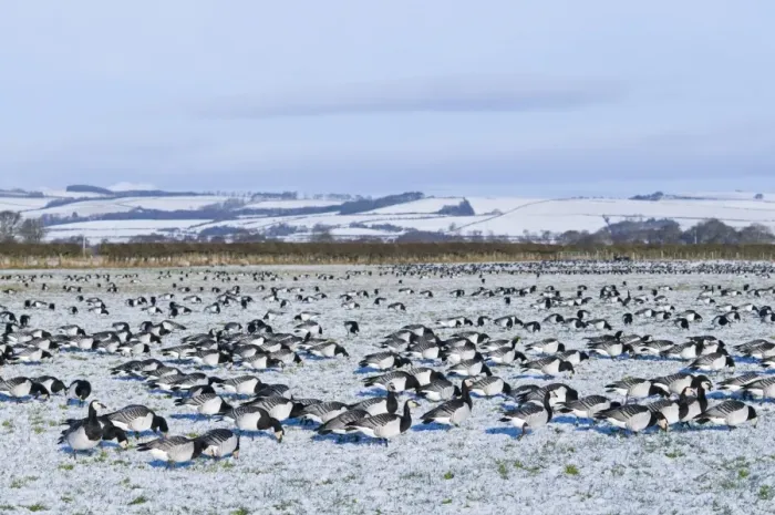 Framed Print : Barnacle Geese Branta leucopsis on fields near Dumfries bordering the Solway Dumfries Framed Print : Barnacle Geese Branta leucopsis on fields near Dumfries bordering the Solway Dumfries